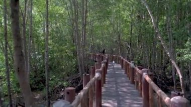 Chumphon National park,Thailand , wooden deck in the park with trees and mangrove in Chumphon Thailand