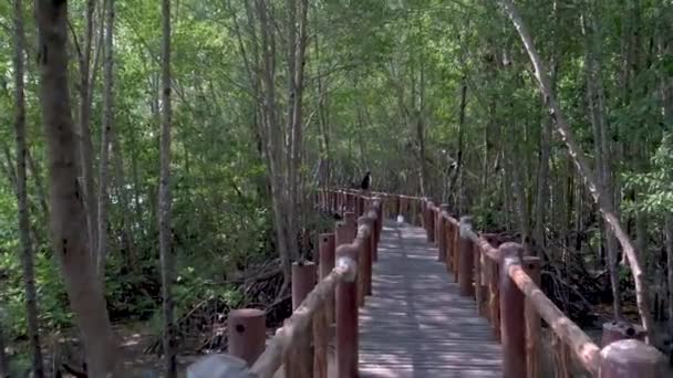 Parque Nacional de Chumphon, Tailandia, cubierta de madera en el parque con árboles y manglares en Chumphon Tailandia — Vídeo de stock