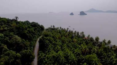 Chumphon Thailand, road with palm trees at the province of Chumpon, huge palm coconut trees