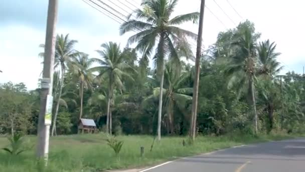 Chumphon Tailandia, camino con palmeras en la provincia de Chumpon, enormes palmeras cocoteros — Vídeos de Stock