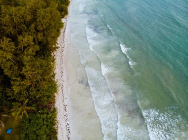 Praslin Seyşeller, sahil tropikal adası Palmiye ağaçları Seyşeller Praslin 