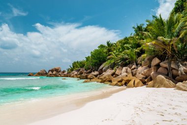 Praslin Seyşeller, sahil tropikal adası Palmiye ağaçları Seyşeller Praslin 