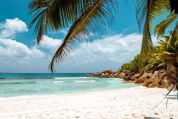 Praslin Σεϋχέλλες, τροπικό νησί παραλίας με φοίνικες Σεϋχέλλες Praslin — Φωτογραφία Αρχείου