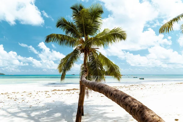 Seychelles ilha tropical com palmeiras e praia branca, jovem em férias Praslin Seychelles — Fotografia de Stock