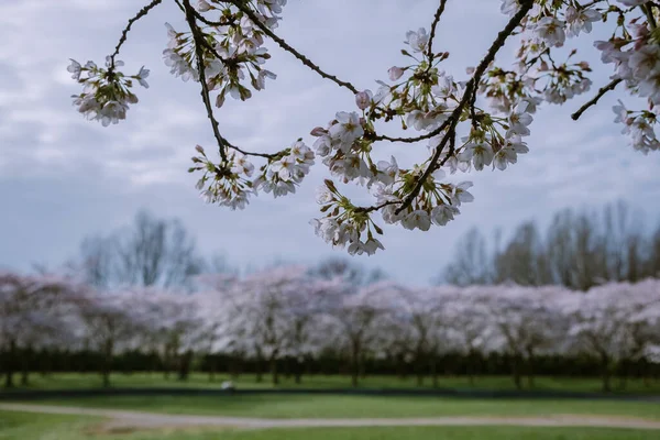 Kersenbloesempark traducción parque de flores Hay 400 cerezos en el Amsterdamse Bos, En la primavera se puede disfrutar de la hermosa flor de cerezo o Sakura . — Foto de Stock