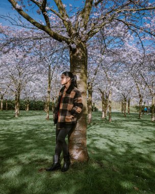 İlkbahar boyunca Hollanda 'da Amsterdam' da halk parkında çiçek açan kiraz ağaçlarıyla yürüyen erkekler