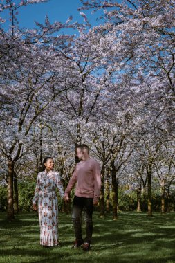 Amsterdam 'da bahar aylarında parkta dinlenen çift, Amsterdam' da çiçek açan kiraz ağacı, erkekler ve kadınlar bahar boyunca parkta yürürler.