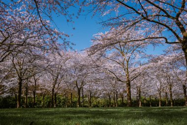 Kersenbloesempark çeviri parkı Amsterdamse Bos 'ta 400 kiraz ağacı vardır baharda güzel kiraz çiçeklerinin ya da Sakura' nın tadını çıkarabilirsiniz..