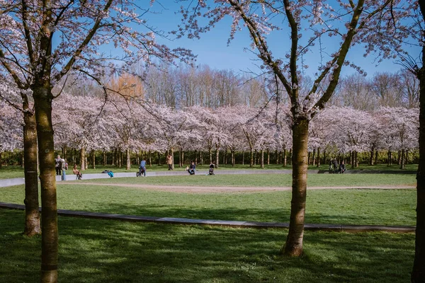 Kersenbloesempark traducción parque de flores Hay 400 cerezos en el Amsterdamse Bos, En la primavera se puede disfrutar de la hermosa flor de cerezo o Sakura . — Foto de Stock