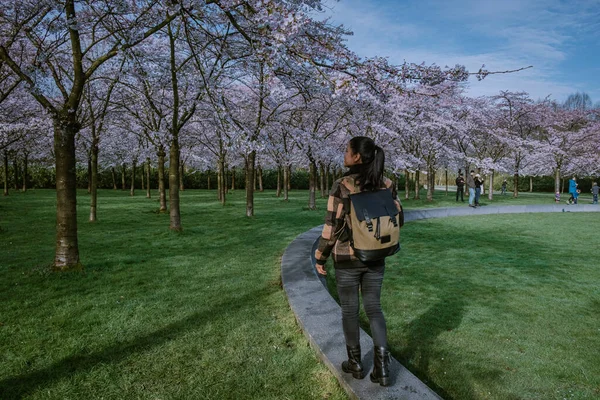 Chica caminando en el parque con el árbol de flor de cerezo floreciendo en Amsterdam Países Bajos, mujer disfruta de un paseo en el árbol de floración del parque durante la primavera — Foto de Stock