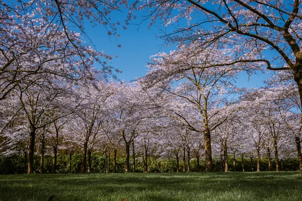 Kersenbloesempark traducción parque de flores Hay 400 cerezos en el Amsterdamse Bos, En la primavera se puede disfrutar de la hermosa flor de cerezo o Sakura . — Foto de Stock