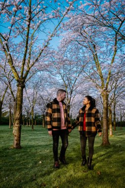 Amsterdam 'da bahar aylarında parkta dinlenen çift, Amsterdam' da çiçek açan kiraz ağacı, erkekler ve kadınlar bahar boyunca parkta yürürler.