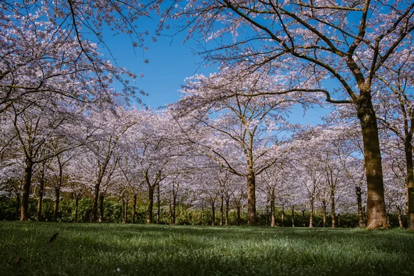 Kersenbloesempark parc de flori de traducere Există 400 de cireși în Amsterdamse Bos, În primăvară vă puteți bucura de frumoasa floare de cireș sau Sakura . — Fotografie, imagine de stoc