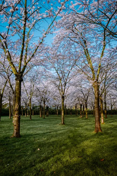 Kersenbloesempark traducción parque de flores Hay 400 cerezos en el Amsterdamse Bos, En la primavera se puede disfrutar de la hermosa flor de cerezo o Sakura . — Foto de Stock