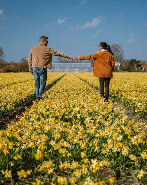 Žluté květinové pole, pár kráčející ve žlutém květinovém záhonu žluté květy narcisů během jara v Nizozemsku Lisse — Stock fotografie