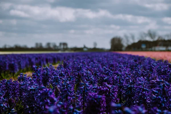 Fundo de primavera floral. jacintos roxos, flores tradicionais de Páscoa, fundo de Páscoa Holanda Lisse — Fotografia de Stock