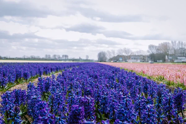 Floral spring background. Purple hyacinths, traditional easter flowers, easter background Netherlands Lisse