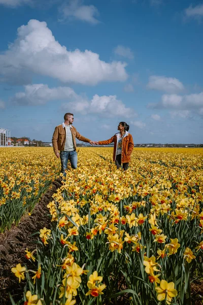 Campo di fiori gialli, coppia che cammina in aiuola gialla fiori gialli narcisi durante la primavera in Olanda Lisse — Foto Stock