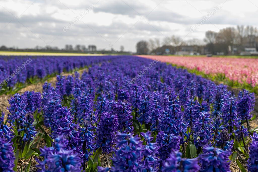 Floral spring background. Purple hyacinths, traditional easter flowers, easter background Netherlands Lisse