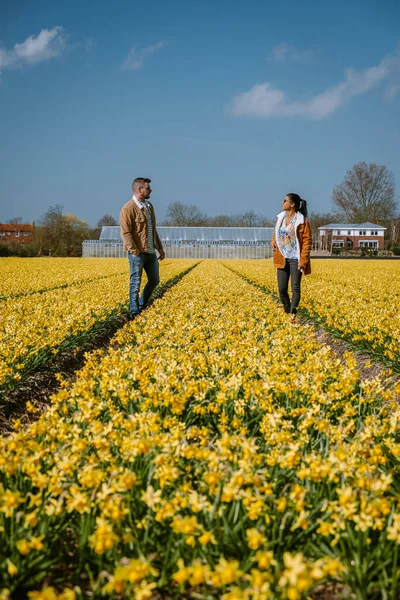 Sarı çiçek tarlası, sarı çiçek tarlasında yürüyen çift Hollanda 'nın baharında sarı nergis çiçekleri — Stok fotoğraf