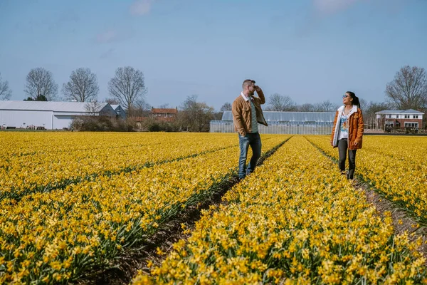 Sarı çiçek tarlası, sarı çiçek tarlasında yürüyen çift Hollanda 'nın baharında sarı nergis çiçekleri — Stok fotoğraf