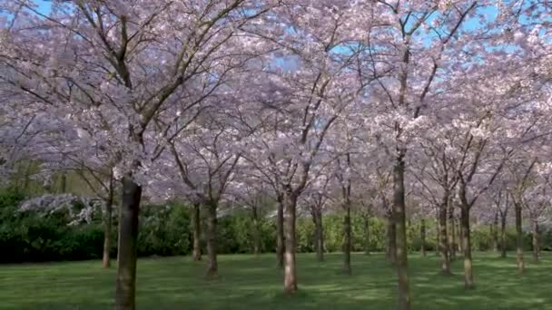 Kersenbloesempark översättning blomma park Det finns 400 körsbärsträd i Amsterdamse Bos, På våren kan du njuta av den vackra körsbär blomma eller Sakura. — Stockvideo