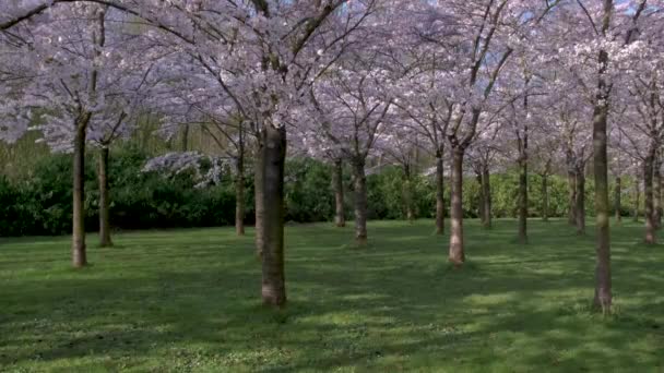 Kersenbloesempark traducción parque de flores Hay 400 cerezos en el Amsterdamse Bos, En la primavera se puede disfrutar de la hermosa flor de cerezo o Sakura . — Vídeo de stock