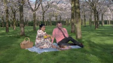 Amsterdam 'da bahar boyunca parkta çift pikniği, Amsterdam' da çiçek açan kiraz ağacı, erkekler ve kadınlar bahar boyunca parkta yürürler.