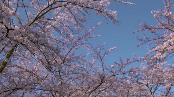 Kersenbloesempark translation flower park There are 400 cherry trees in the Amsterdamse Bos, In the spring you can enjoy the beautiful cherry blossom or Sakura. — Stock Video