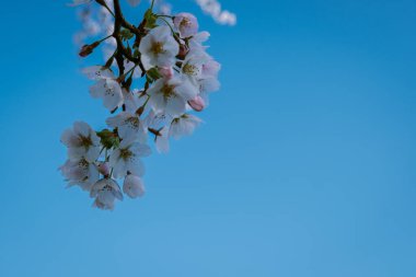 Kersenbloesempark çeviri parkı Amsterdamse Bos 'ta 400 kiraz ağacı vardır baharda güzel kiraz çiçeklerinin ya da Sakura' nın tadını çıkarabilirsiniz..