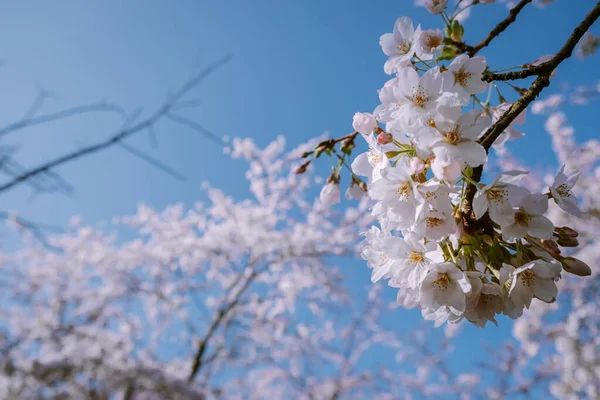Kersenbloesempark översättning blomma park Det finns 400 körsbärsträd i Amsterdamse Bos, På våren kan du njuta av den vackra körsbär blomma eller Sakura. — Stockfoto