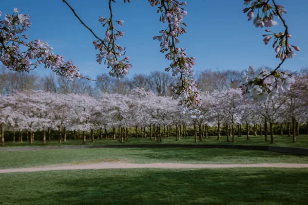 Kersenbloesempark traducción parque de flores Hay 400 cerezos en el Amsterdamse Bos, En la primavera se puede disfrutar de la hermosa flor de cerezo o Sakura . — Foto de Stock