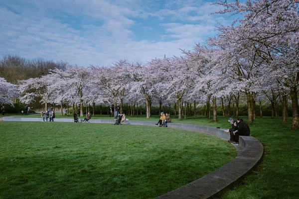 Ámsterdam Países Bajos Marzo 2020, Kersenbloesempark traducción parque de flores Hay 400 cerezos en el Amsterdamse Bos, En la primavera se puede disfrutar de la hermosa flor de cerezo o Sakura . — Foto de Stock