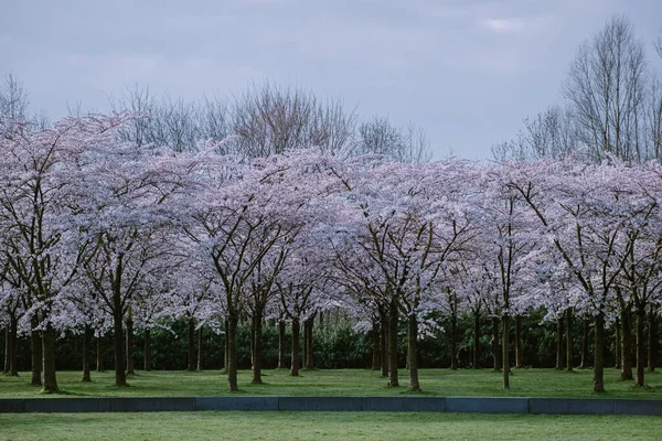 Kersenbloesempark parc de flori de traducere Există 400 de cireși în Amsterdamse Bos, În primăvară vă puteți bucura de frumoasa floare de cireș sau Sakura . — Fotografie, imagine de stoc