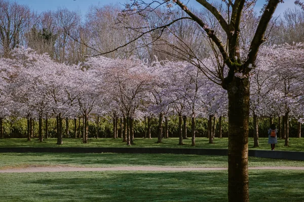 Kersenbloesempark traducción parque de flores Hay 400 cerezos en el Amsterdamse Bos, En la primavera se puede disfrutar de la hermosa flor de cerezo o Sakura . — Foto de Stock