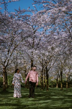 Amsterdam 'da bahar aylarında parkta dinlenen çift, Amsterdam' da çiçek açan kiraz ağacı, erkekler ve kadınlar bahar boyunca parkta yürürler.