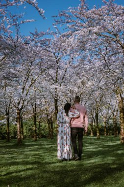 Amsterdam 'da bahar aylarında parkta dinlenen çift, Amsterdam' da çiçek açan kiraz ağacı, erkekler ve kadınlar bahar boyunca parkta yürürler.