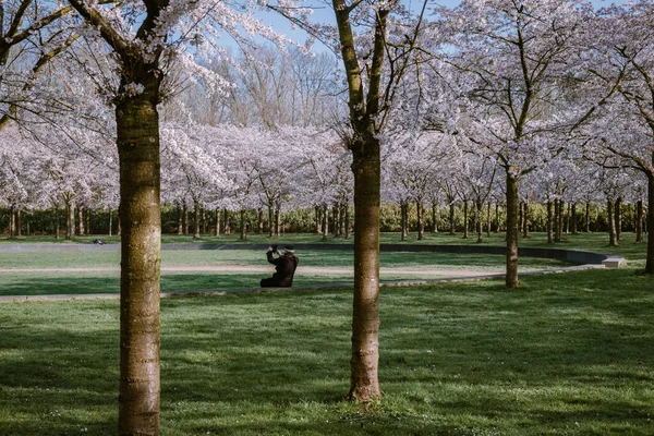 Kersenbloesempark traducción parque de flores Hay 400 cerezos en el Amsterdamse Bos, En la primavera se puede disfrutar de la hermosa flor de cerezo o Sakura . — Foto de Stock