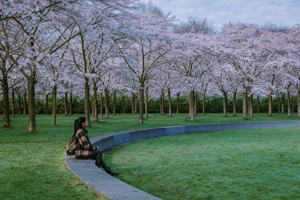 Chica caminando en el parque con el árbol de flor de cerezo floreciendo en Amsterdam Países Bajos, mujer disfruta de un paseo en el árbol de floración del parque durante la primavera — Foto de Stock