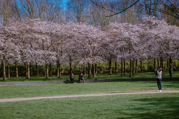 Ámsterdam Países Bajos Marzo 2020, Kersenbloesempark traducción parque de flores Hay 400 cerezos en el Amsterdamse Bos, En la primavera se puede disfrutar de la hermosa flor de cerezo o Sakura . — Foto de Stock