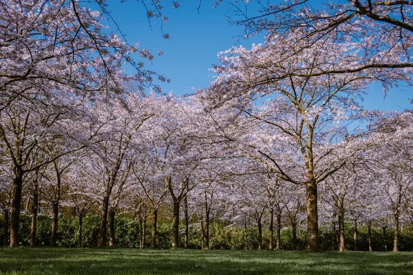 Kersenbloesempark traducción parque de flores Hay 400 cerezos en el Amsterdamse Bos, En la primavera se puede disfrutar de la hermosa flor de cerezo o Sakura . — Foto de Stock