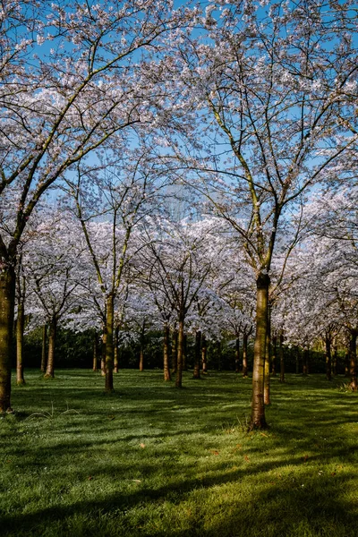 Kersenbloesempark traducción parque de flores Hay 400 cerezos en el Amsterdamse Bos, En la primavera se puede disfrutar de la hermosa flor de cerezo o Sakura . — Foto de Stock