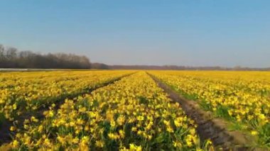 Lisse Hollanda Baharı boyunca renkli çiçeklerle, Hollanda 'nın Ampul Bölgesi İlkbahar boyunca, güneşli bir günde çiçek ve sümbül ile