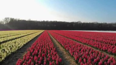 Lisse Hollanda Baharı boyunca renkli çiçeklerle, Hollanda 'nın Ampul Bölgesi İlkbahar boyunca, güneşli bir günde çiçek ve sümbül ile