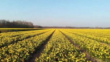 Lisse Hollanda Baharı boyunca renkli çiçeklerle, Hollanda 'nın Ampul Bölgesi İlkbahar boyunca, güneşli bir günde çiçek ve sümbül ile