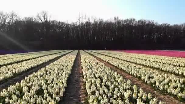 Lisse Holandia wiosną z kolorowymi kwiatami, Region żarówki Holandia wiosną z krokusem i hiacyntem kwiatów w słoneczny dzień — Wideo stockowe