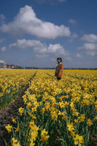 Hollanda Lisse İlkbaharında sarı çiçek tarhında yürüyen bir kadın. — Stok fotoğraf