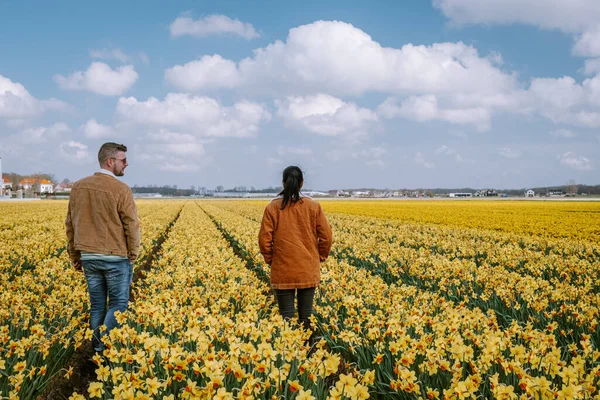 Пара ходьба в желтой клумбе, мужчины и женщины среднего возраста в желтых цветах нарциссов весной в Нидерландах Лиссе — стоковое фото
