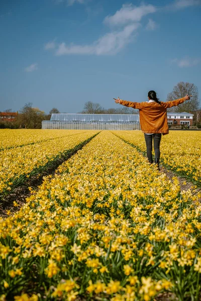 Sarı çiçek tarlası, Hollanda 'da bahar boyunca nergis çiçekli bir kadın. — Stok fotoğraf
