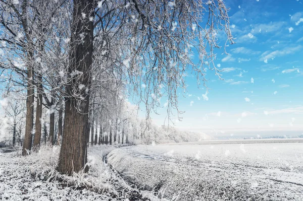 Paisaje frío de invierno en los Países Bajos con un camino y prados agricultura durante el invierno Flevoland Noordoostpolder Países Bajos — Foto de Stock